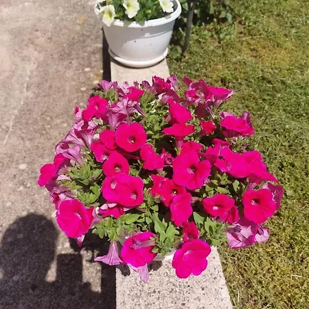 Star - Free Private Parking