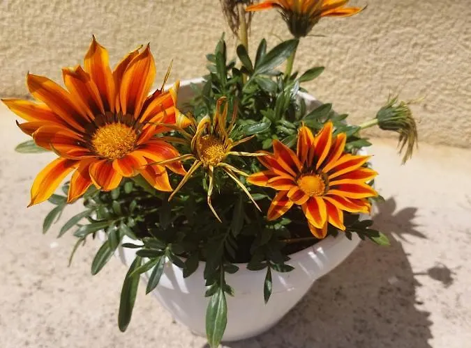 Star - Free Private Parking Daire *